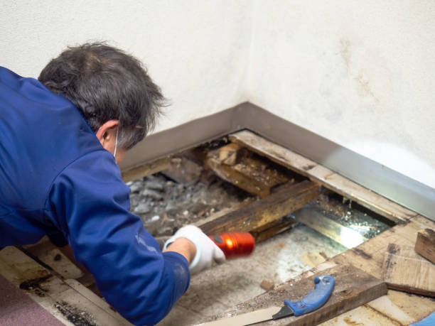 Best Toxic Mold Removal  in Benson, UT