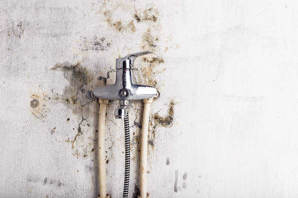 Best Mold Removal Company Near Me  in Benson, UT