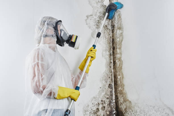 Mold Removal Process in Benson, UT