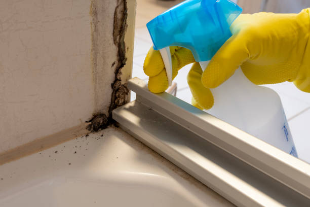 Best Best Mold Removal Companies  in Benson, UT