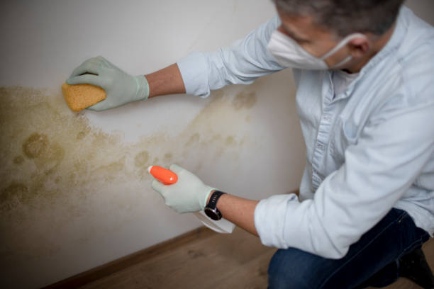 Best Emergency Mold Removal  in Benson, UT