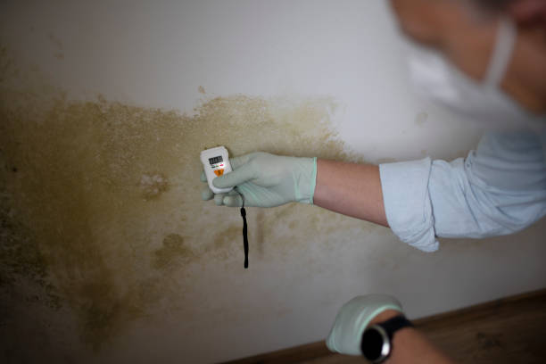 Best Same-Day Mold Removal  in Benson, UT