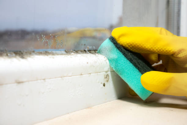 Best Attic Mold Removal  in Benson, UT