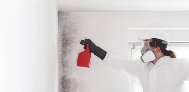 Mold Testing and Removal in Benson, UT