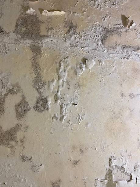 Best Office Mold Removal Services  in Benson, UT