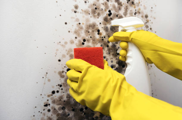 Best Mold Damage Repair  in Benson, UT