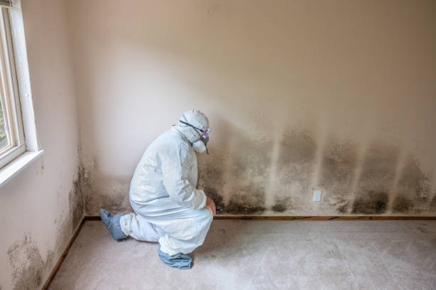 Best Mold Testing  in Benson, UT