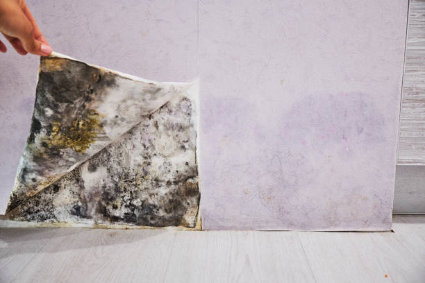 Best Crawl Space Mold Removal  in Benson, UT